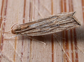 Lanceolate Moth